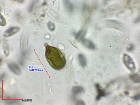 Image de Trachelomonas hexangulata Svirenko 1914