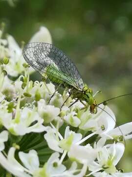 Image of Hypochrysa