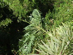 Imagem de Sonchus palmensis (Sch. Bip.) Boulos