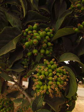 Image of Ehretia latifolia Loisel.