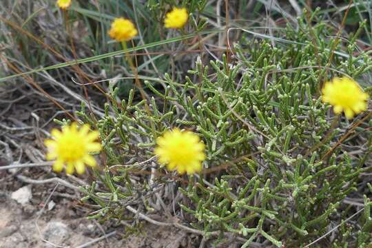 Image of Euryops ericifolius (Belang.) B. Nordenst.