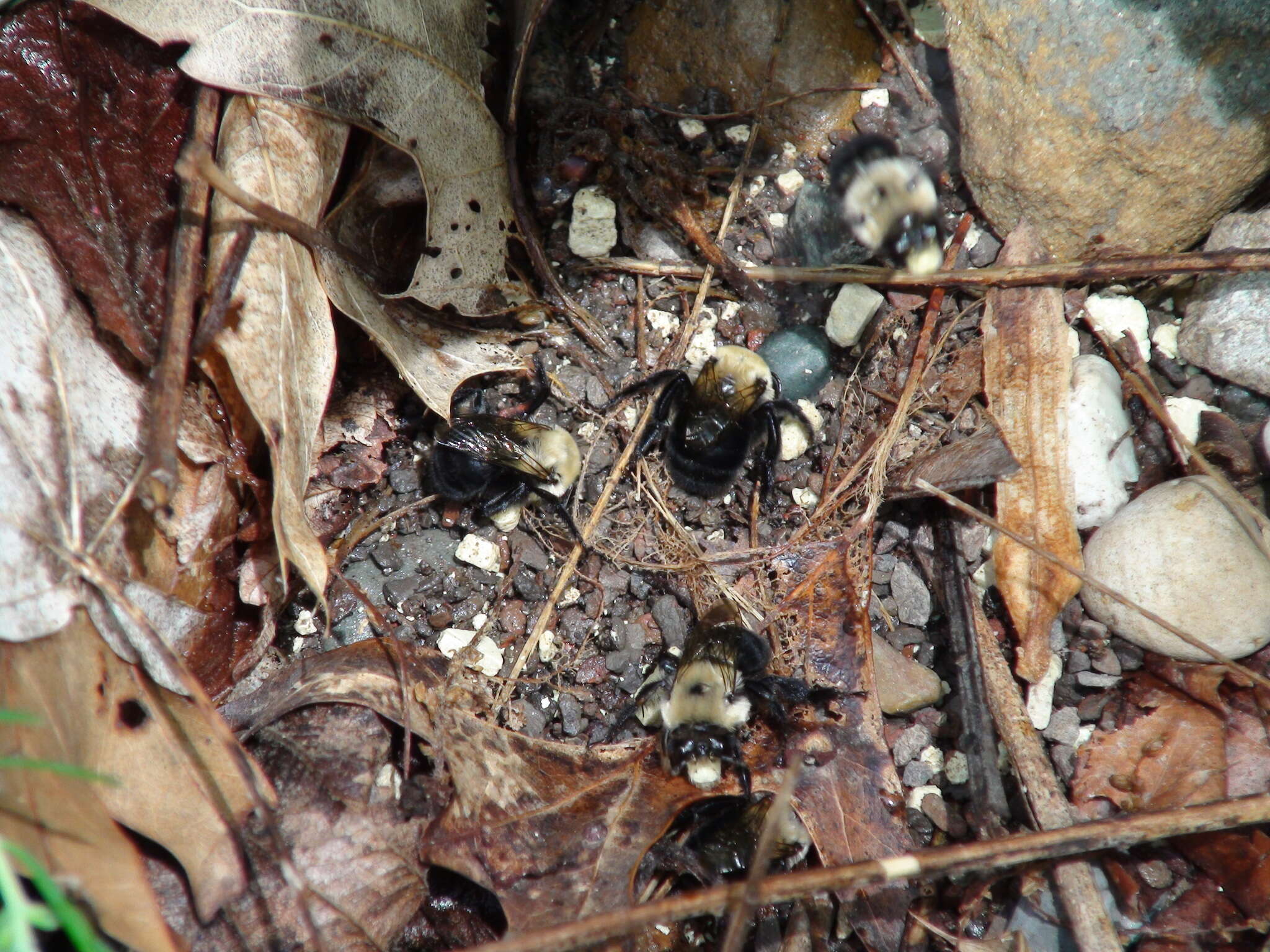 Image of Anthophora abrupta Say 1837