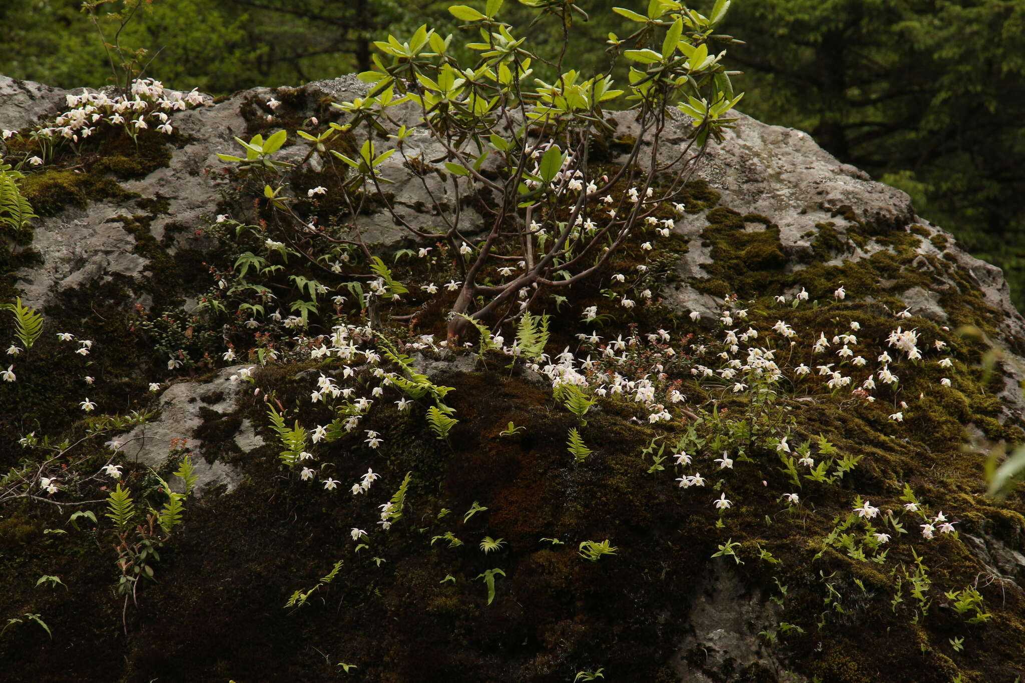 Plancia ëd Pleione hookeriana (Lindl.) Rollisson