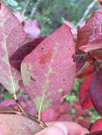 Image of Highbush blueberry