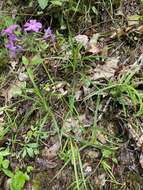 Imagem de Phlox buckleyi Wherry