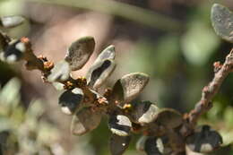 Maytenus disticha (Hook. fil.) Urb.的圖片