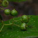 Слика од Conostegia dissitiflora (Almeda) Kriebel