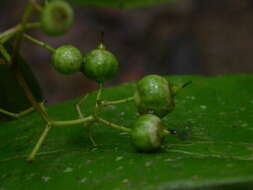 Image of Conostegia dissitiflora (Almeda) Kriebel