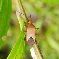 Image de Hypselonotus orientalis Brailovsky 1993