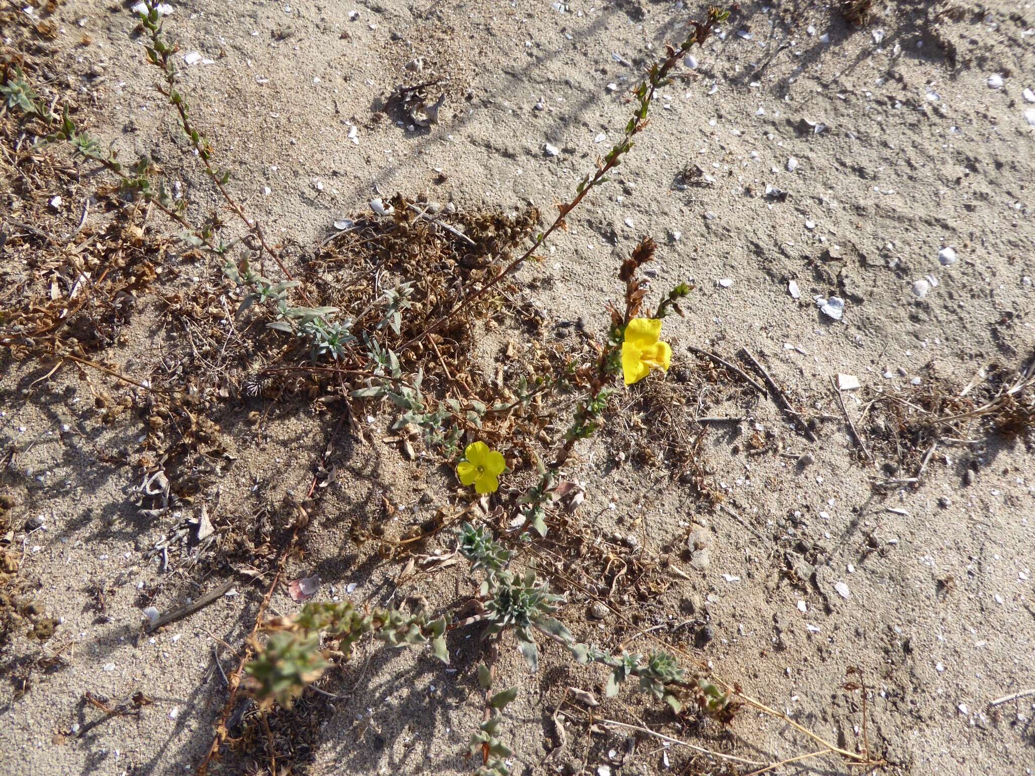 Image of beach suncup