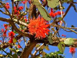 Слика од Erythrina latissima E. Mey.