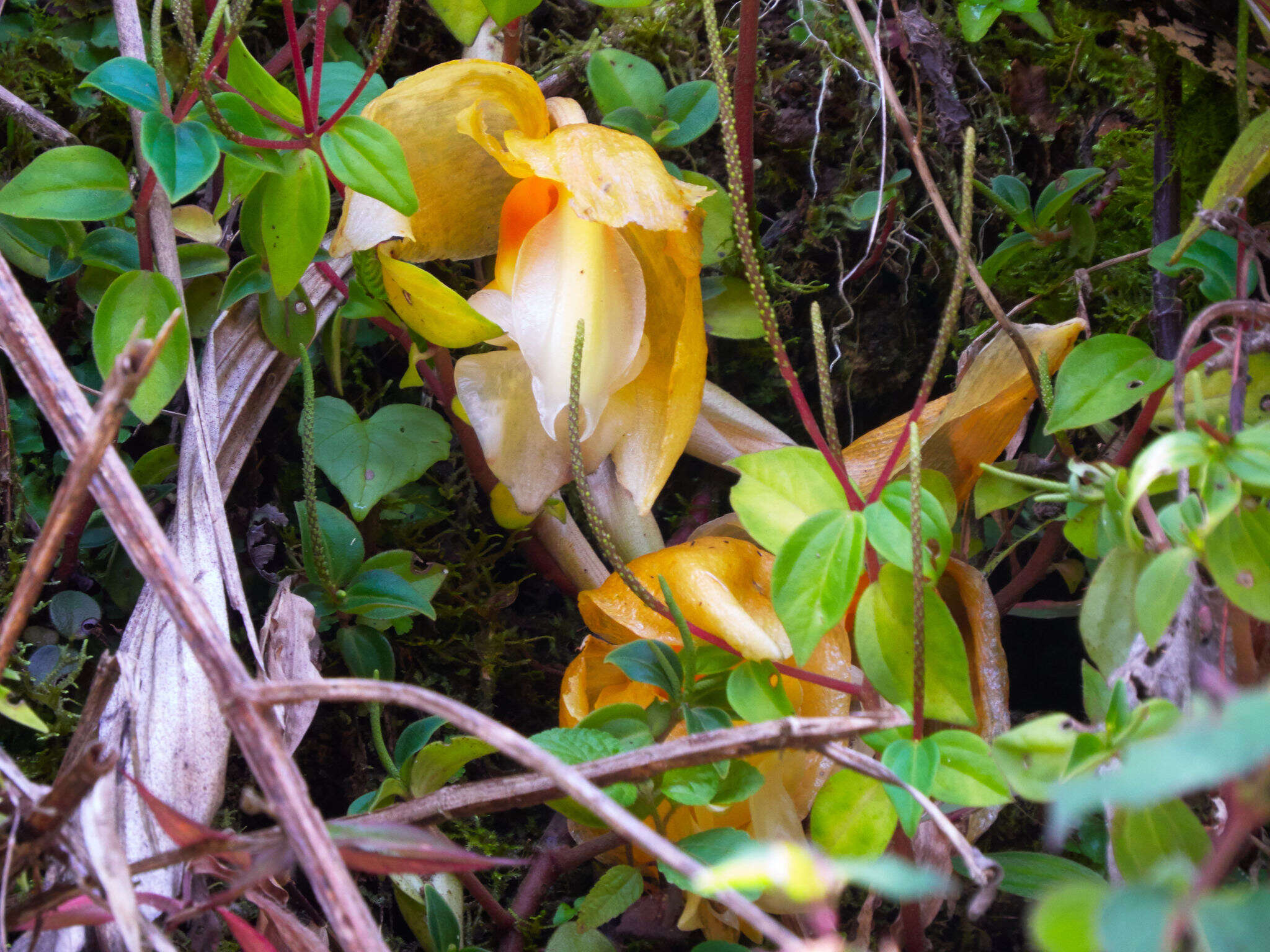 Image of Stanhopea graveolens Lindl.