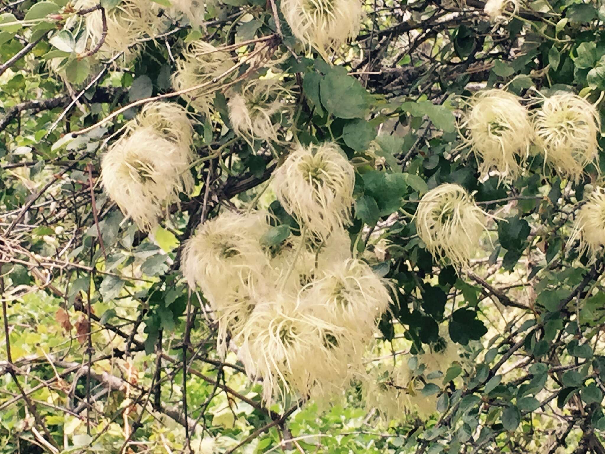 Image of pipestem clematis