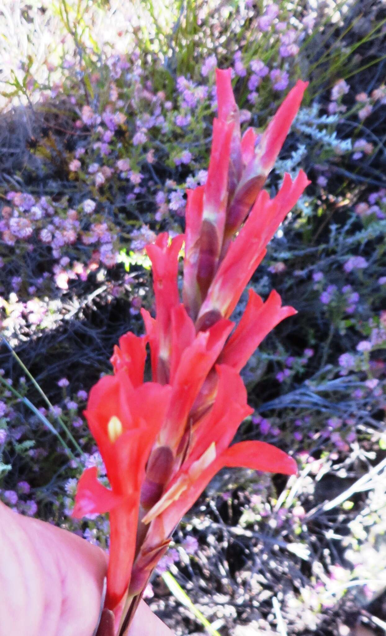 Image of Tritoniopsis triticea (Burm. fil.) Goldblatt