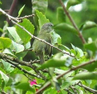 Image of Guianan Tyrannulet