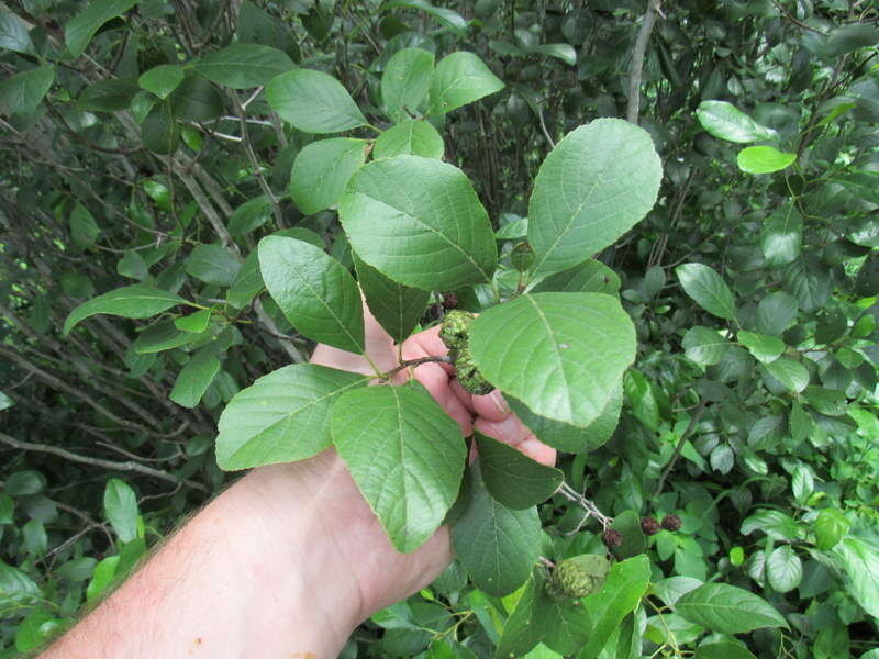 Image of Brook alder