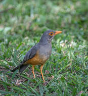 Image of African Bare-eyed Thrush