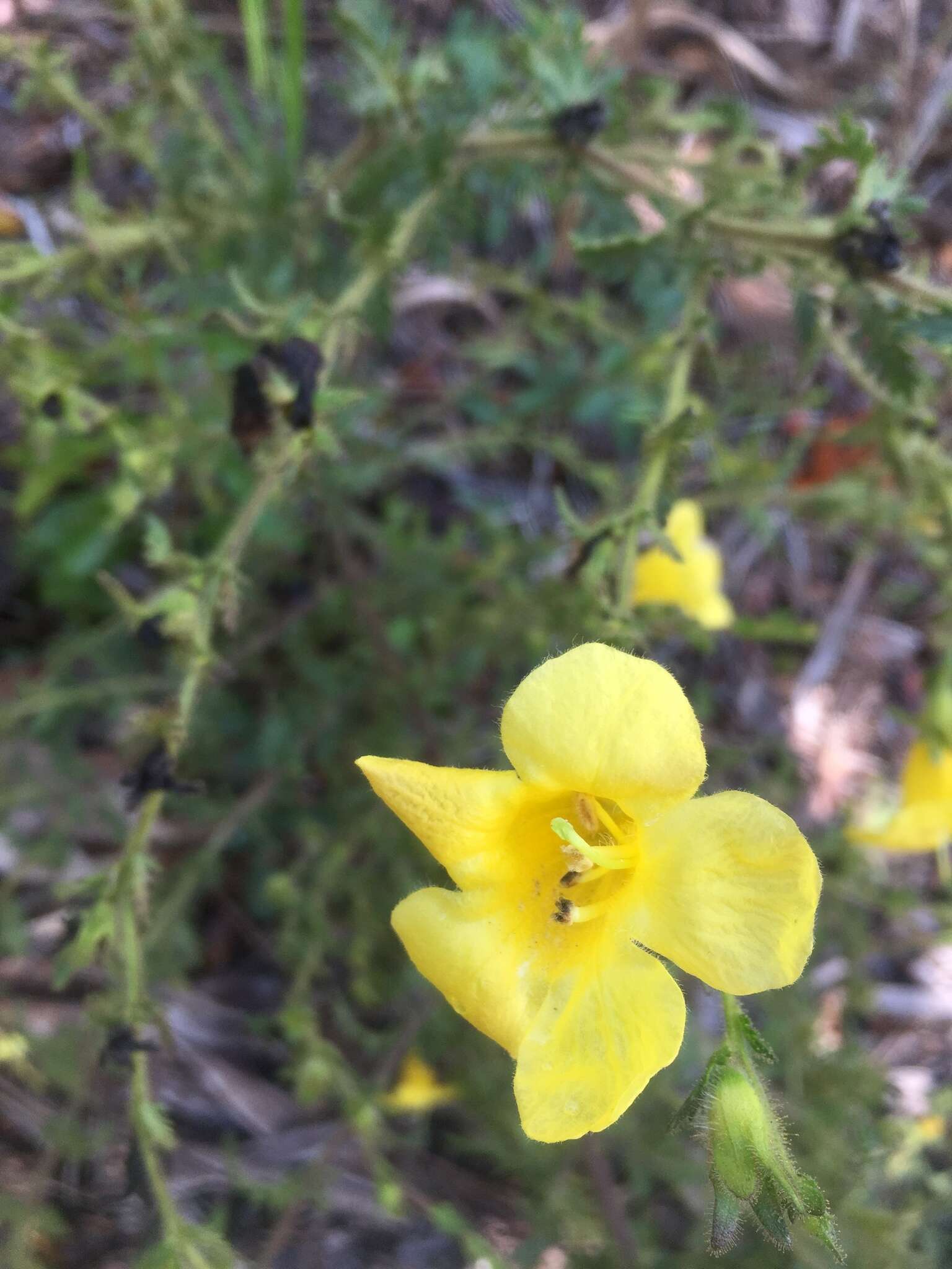 Image of combleaf yellow false foxglove