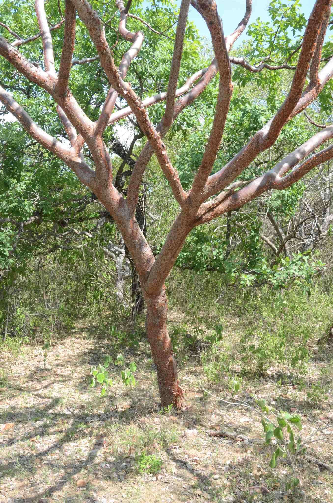 Image of Bursera kerberi Engl.