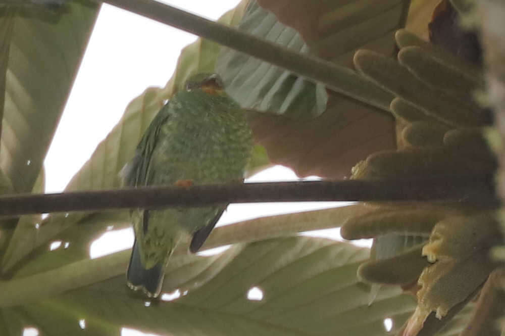 Image of Fiery-throated Fruiteater