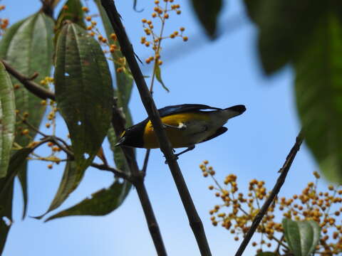 Euphonia minuta Cabanis 1849的圖片