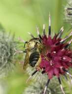 Image of Megachile ligniseca (Kirby 1802)