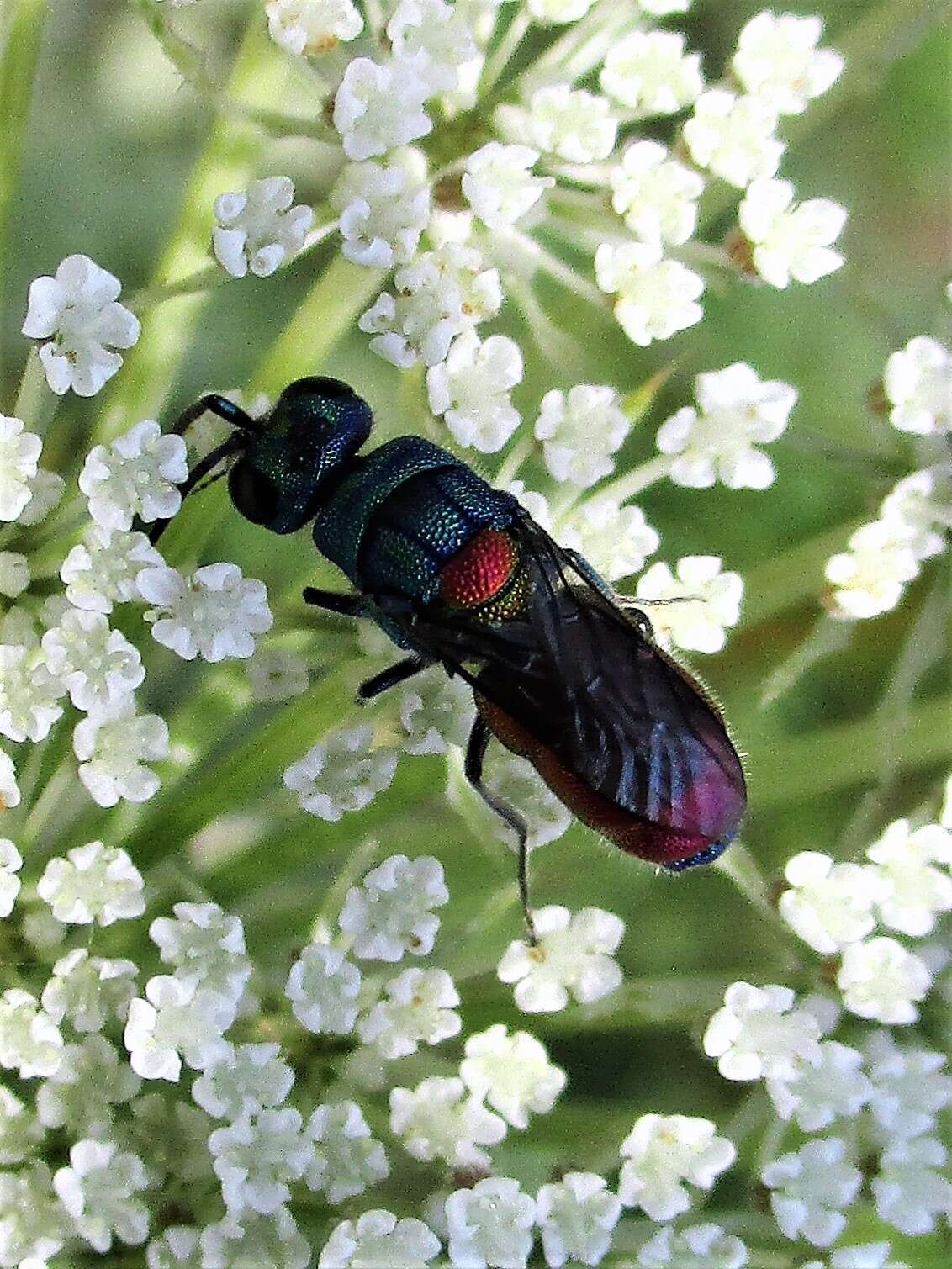 <i>Chrysis scutellaris</i> resmi