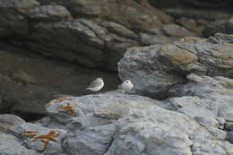 صورة Charadrius marginatus marginatus Vieillot 1818