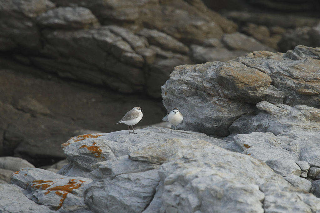 صورة Charadrius marginatus marginatus Vieillot 1818