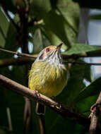 Image of Myiornis auricularis auricularis (Vieillot 1818)