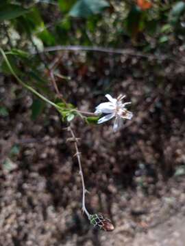 Image of Barnadesia odorata Griseb.