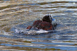 Image of Blue-billed Duck