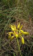 Image de Aloe linearifolia A. Berger