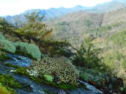 Image of Cladonia appalachensis