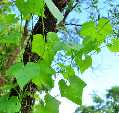 Image of Zehneria marlothii (Cogn.) R. & A. Fernandes