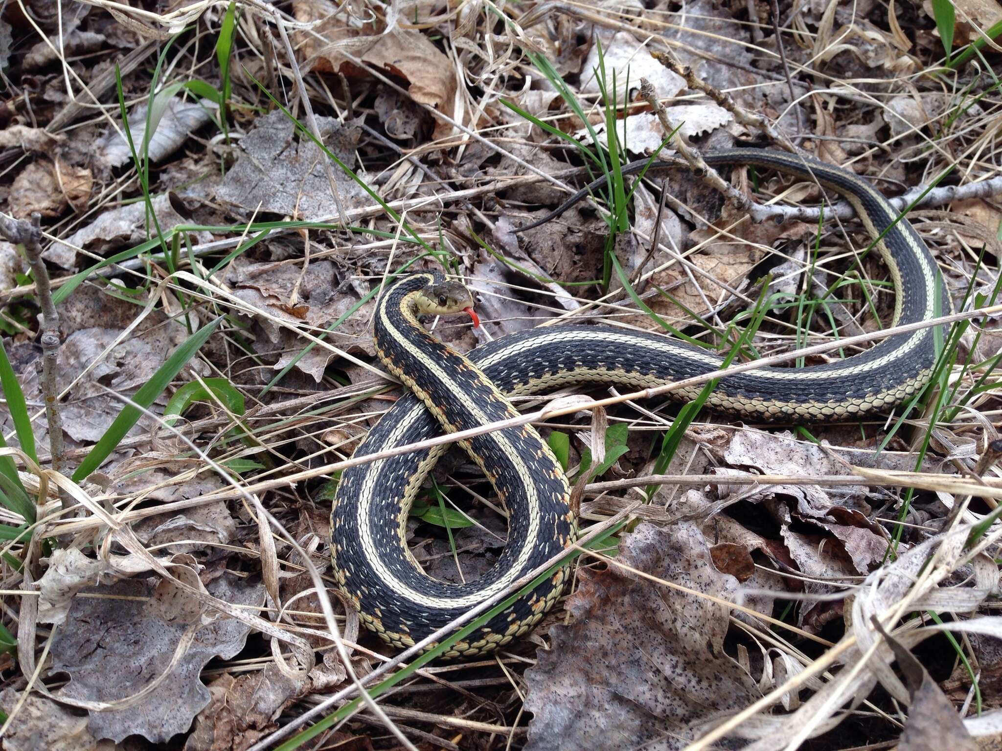 Image of Thamnophis sirtalis parietalis (Say ex James 1823)