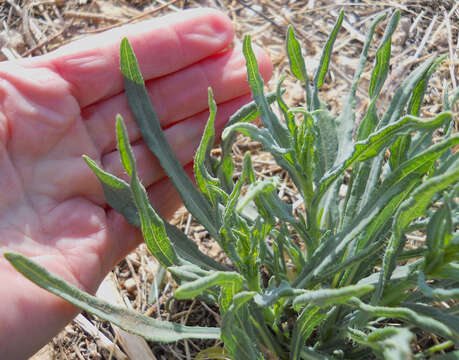 Image of Texas blueweed