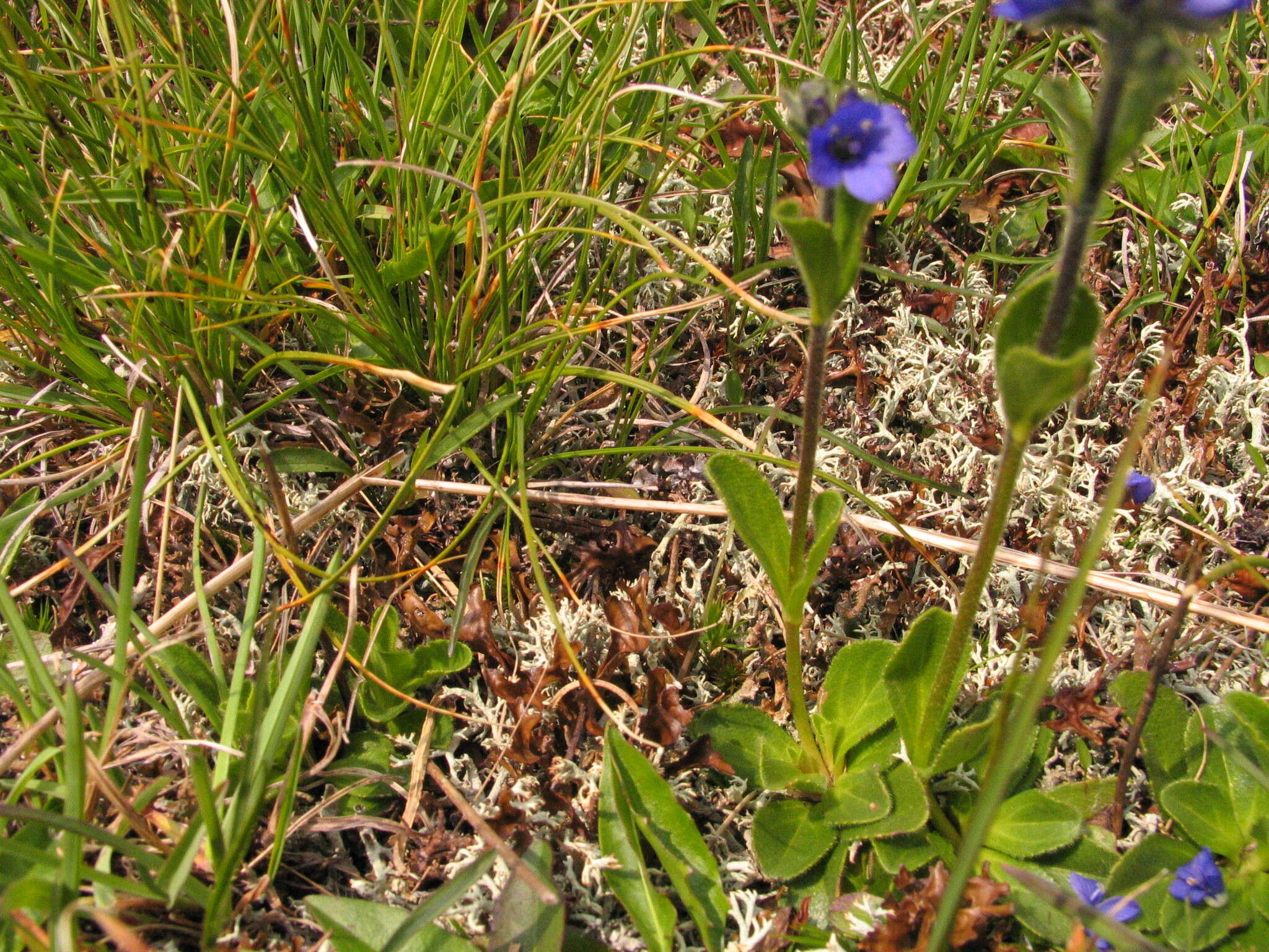 Image of Gänseblümchen-Ehrenpreis