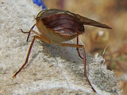 Image of Scaptia similis Mackerras 1960