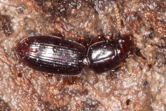 Image of Ground beetle