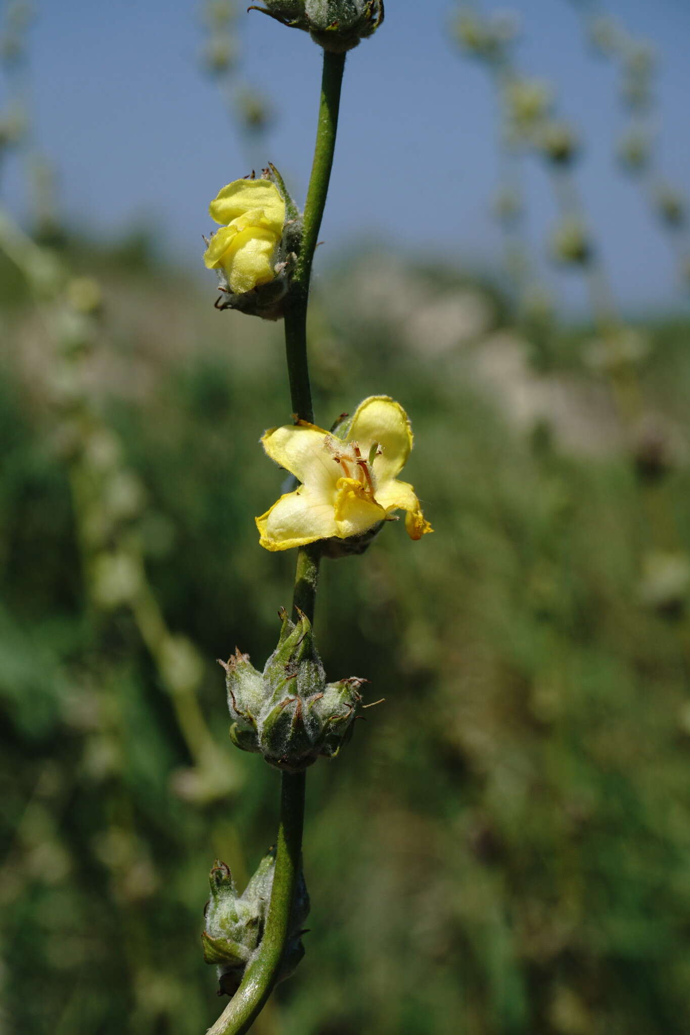 Image of Verbascum undulatum Lam.