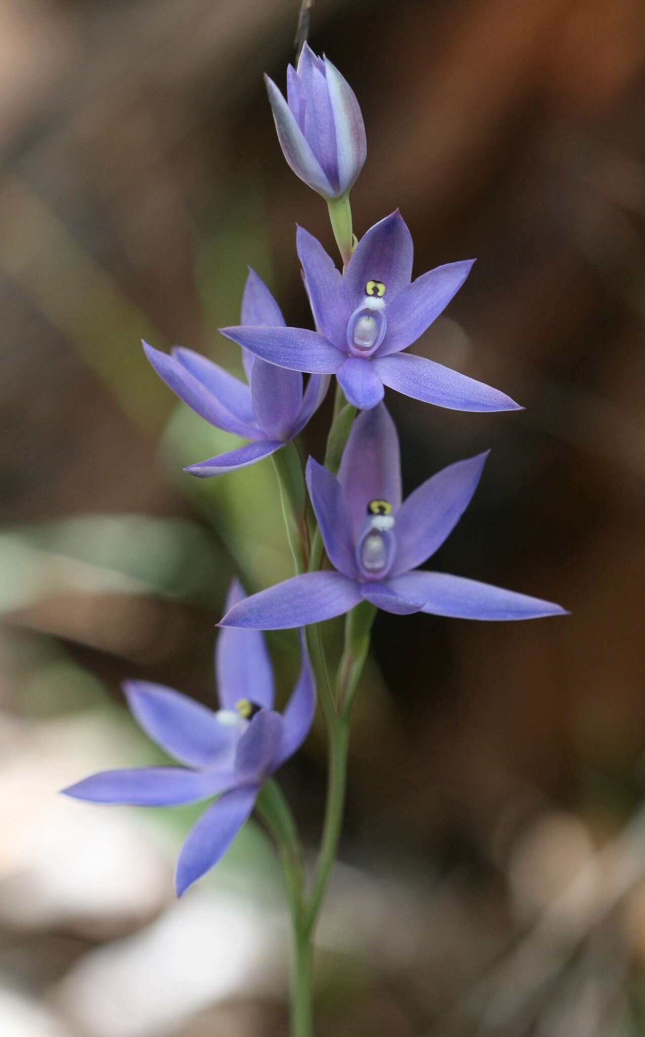 Sivun Thelymitra paludosa Jeanes kuva