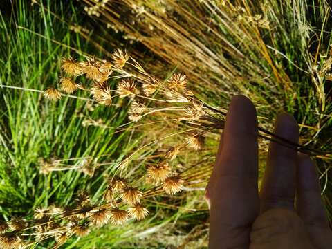 Image of Juncus capensis Thunb.