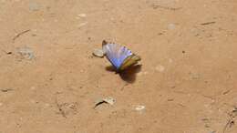 Image of Morpho portis