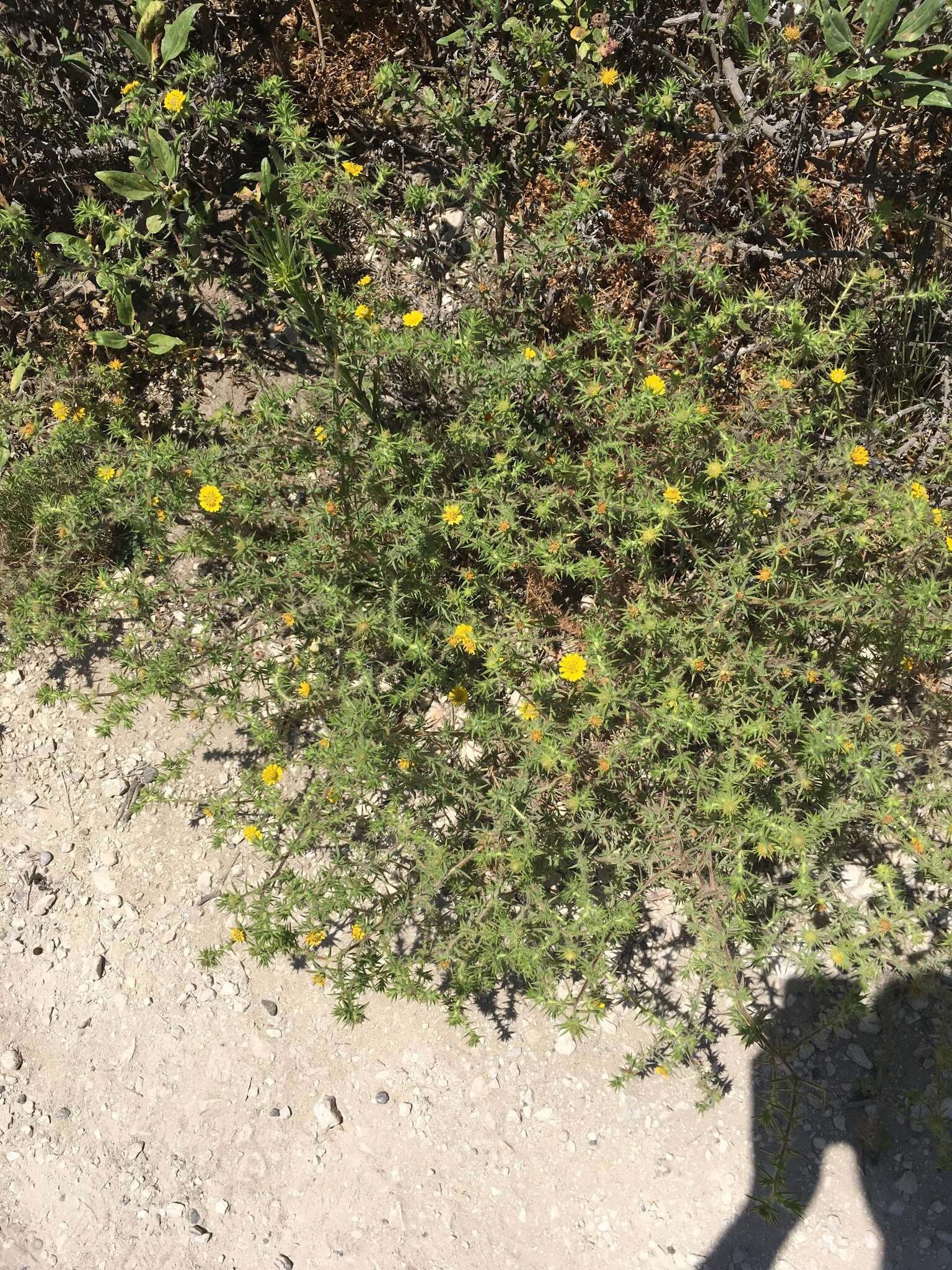 Image of pappose tarweed