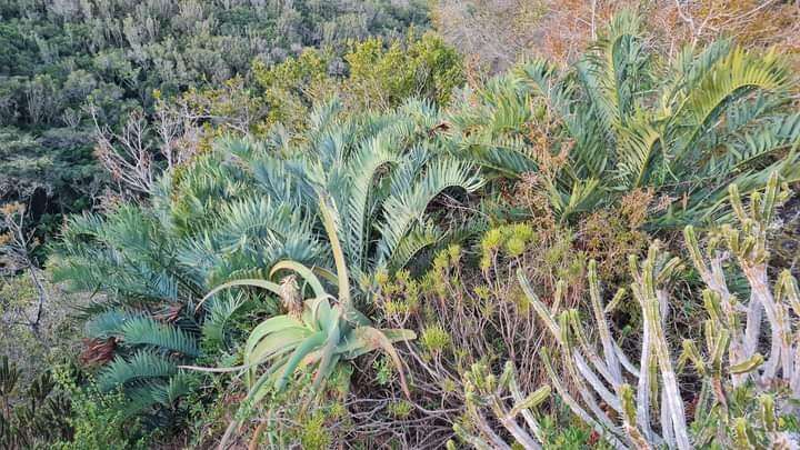 Image of Bushman's River Cycad