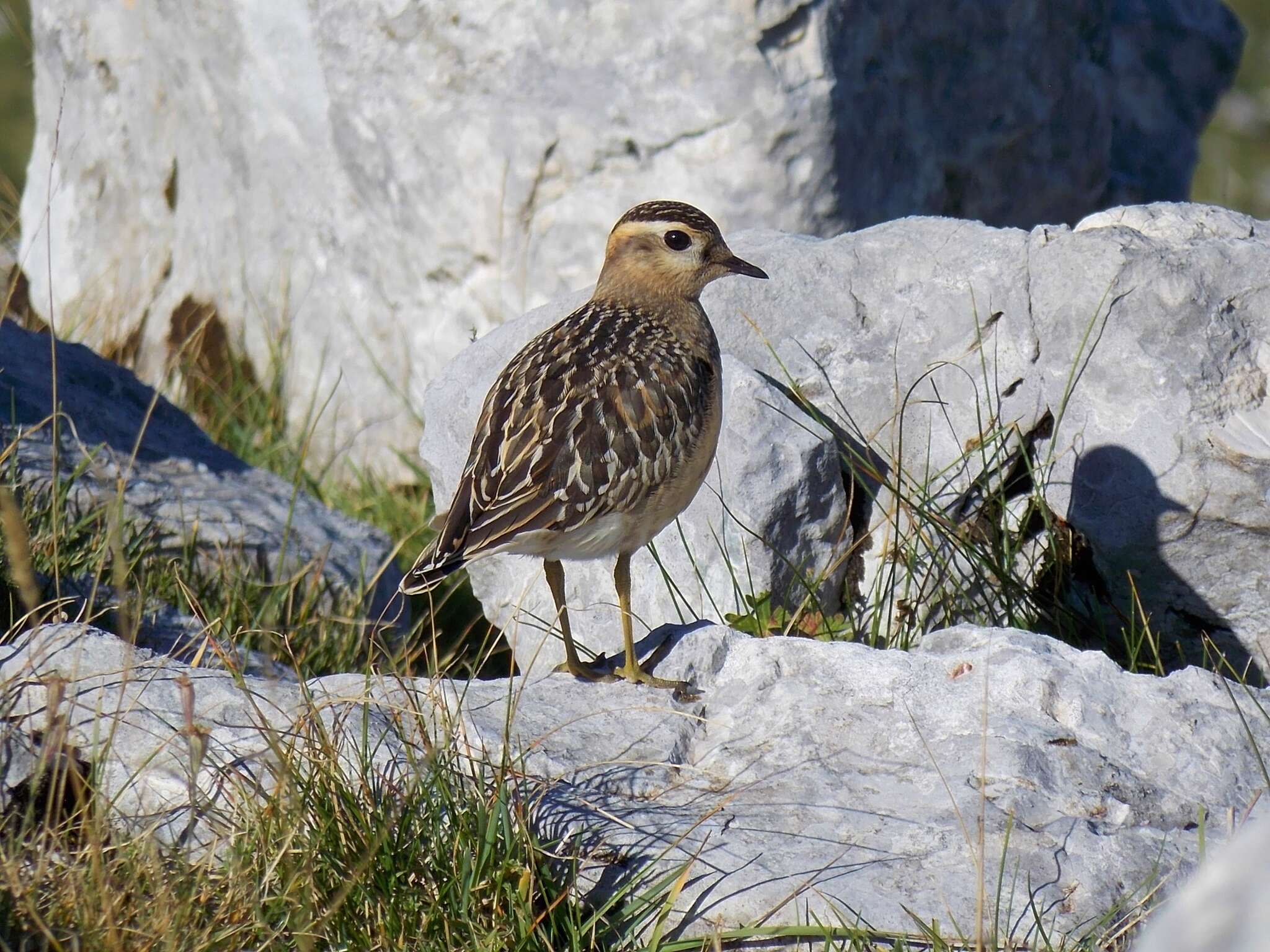 Imagem de Charadrius morinellus Linnaeus 1758