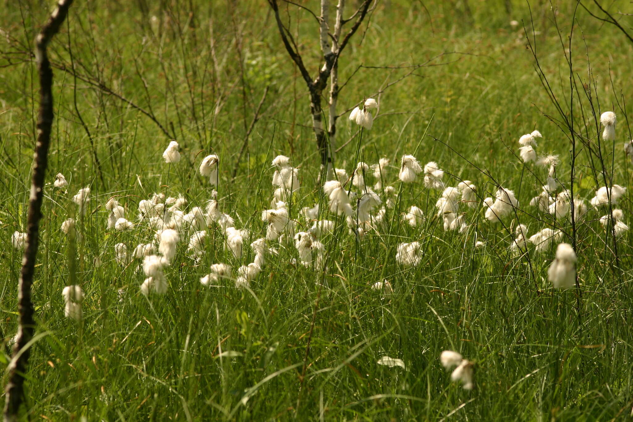 Image of tall cottongrass