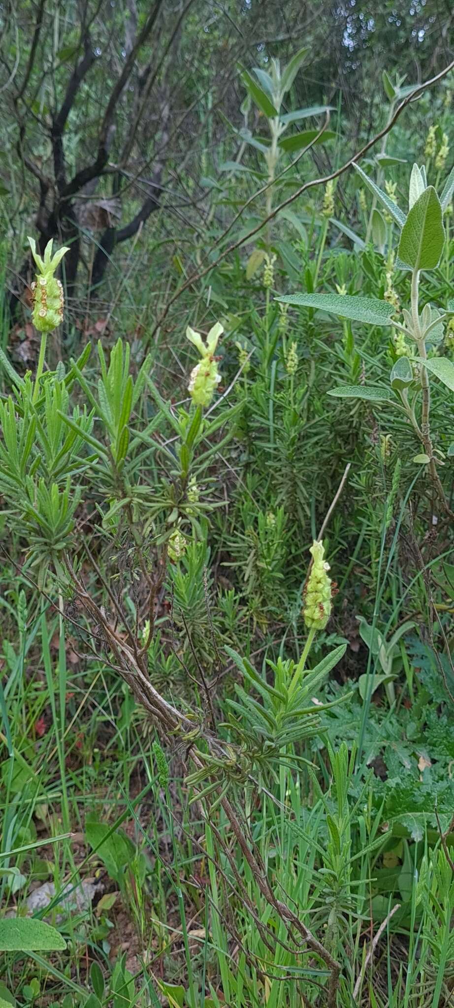 Image of Lavandula viridis L'Hér.