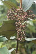 Image of Miconia bubalina (D. Don) Naud.